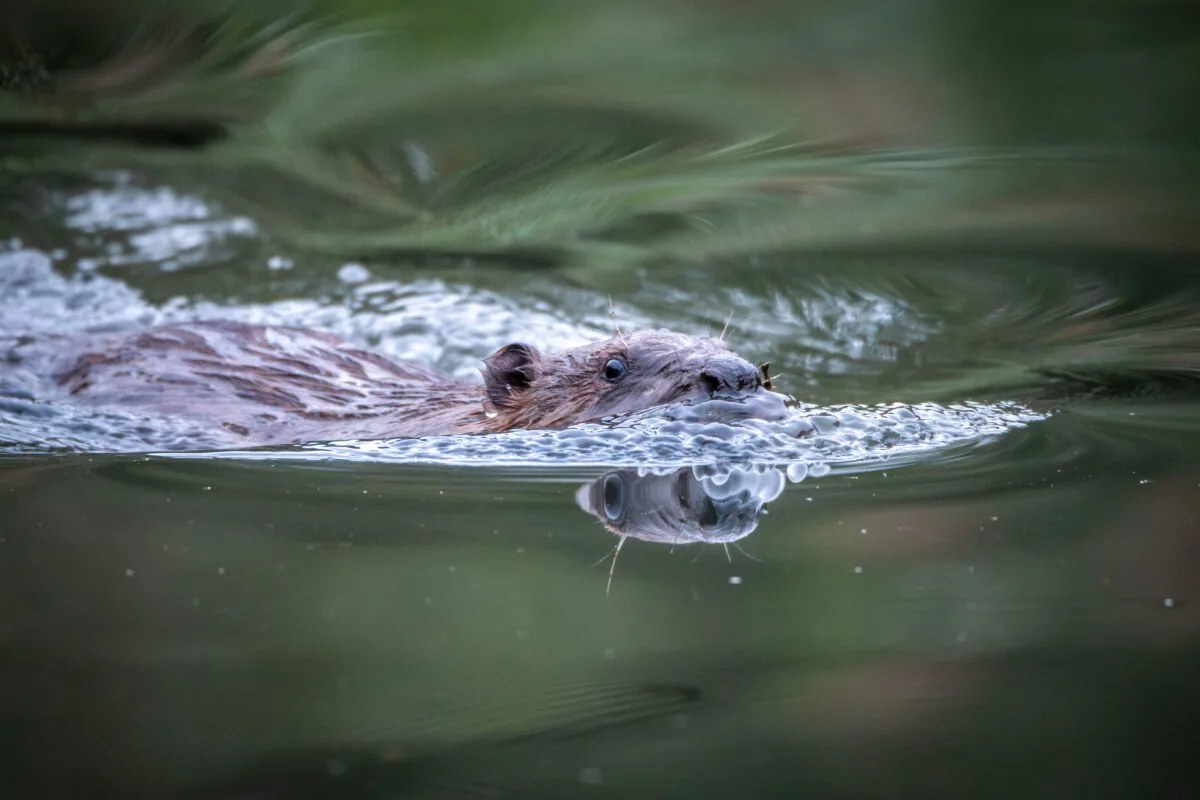 A beaver swimming, the picture Citizen Zoo chose to announce the naming competition.